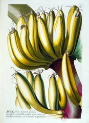 Botanical board: a diet of bananas