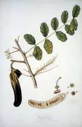 Botanical board: carob branch.