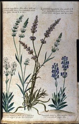Botanical board: true lavender (Lavandula angustifolia) and aspic lavender (Lavandula latifolia)