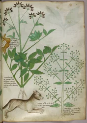 Botanical Illustration of a Plant and a Wolf