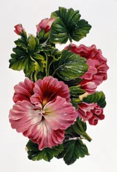 Bouquet of flowers. 19th century chromolithography.