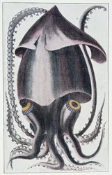 Brazilian squid - after Denys Montfort in 