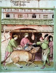 Butchery: slaughter of an ox. Illumination from the milking of medicine and dietetics 