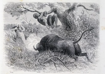 Captain Speke hunting buffalo - in "Tour du Monde"
