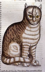 Cat after the Historia Animalium by Conrad Gesner, Tiguri 1560. Biblioteca Nazionale Braidense. Milan