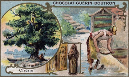 Chromolithography packaging of chocolates Guérin Boutron (19th century)