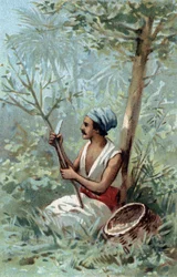 Cinnamon peel in Ceylon. Chromolithography of the late 19th century