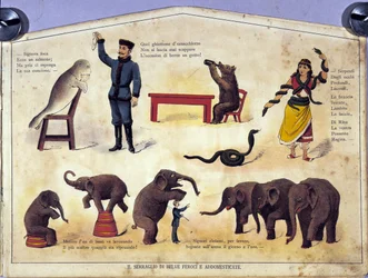 Circus: a board representing different types of shows of trained animals featuring seals, elephants, bears, snakes. Illustration of the 19th century
