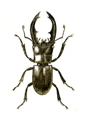 Coleoptera: Hexarthrius Buqueti or Lucanus