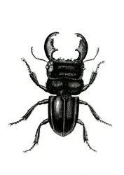 Coleoptera: Odontolarius Giganteus