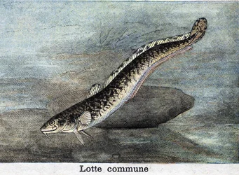 Common Lotte Engraving from 1898