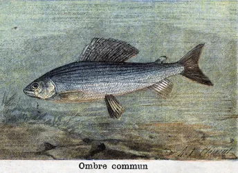 Common Shadow engraving from 1898