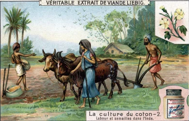 Cotton cultivation: ploughing and sowing in India. Chromolithography, Liebig image