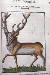 Deer - from Historiae Animalium by Konrad Gesner, Tiguri