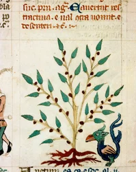 Description of a fantastic tree and animal. Miniature taken from a Provençal manuscript of the type “Sayings of the Philosophers” (MS Palat. 586), 14th century, Biblioteca Nazionale, Florence