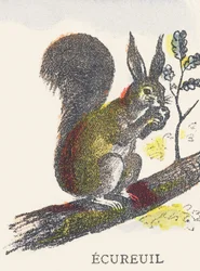 E: Squirrel