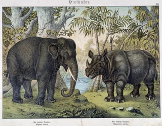 Elephant and rhinoceros - in "Natural histories of mammals", ed. Schreiber, Munich