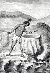 Engraving Depicting a Variety of Sponge Called Neptune