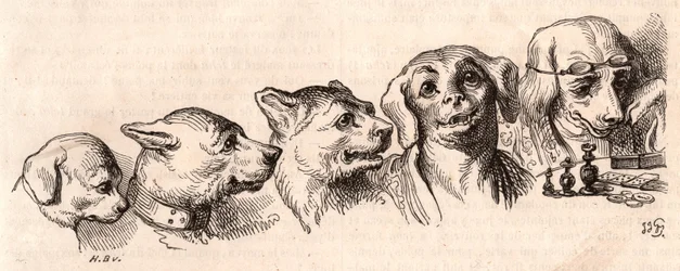 Evolution of a dog to a human form
