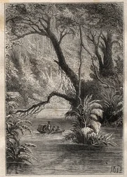 Expedition to America (1799-1804) by Alexander von Humboldt (1769-1859) and Aime Bonpland (1773-1858): the explorers descend the Orenoque, surrounded by the gigantic trees of the Amazon forest (Cano Pimichin, Venezuela) - illustration taken from 