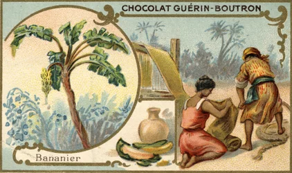 Fabric Made with the Fiber of Banana Skins. Chromolithography, Packaging of Guérin Boutron Chocolates