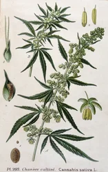Female Cannabis Plant - 19th Century Engraving