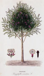 Clove (Caryophyllus Aromaticus)
