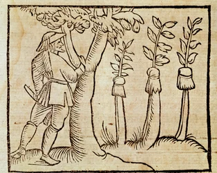 Grafting the trees, illustration from De Agricoltura Vulgare, by Pier Crescenzio, edition published in Venice