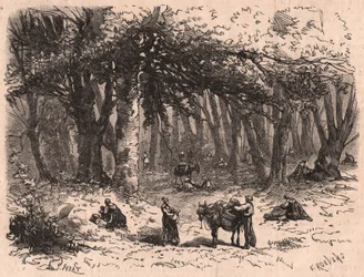 Group of people picking mushrooms in the forest of Fontainebleau