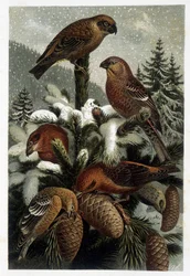 Guiffolotto delle Pinete e Crocieri - in 