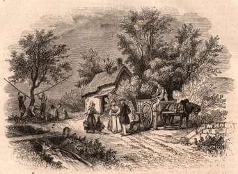 Harvest of apples in Normandy, France
