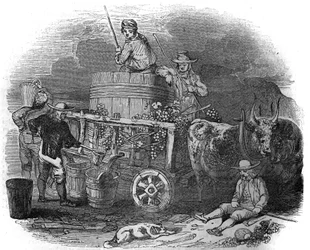 Harvester in Pola, Croatia in the 19th Century
