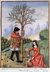 Harvesting a balm - Book of simple medicines