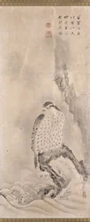 Hawks And Prey