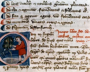 Horticulture: harvesting fruits. (detail) Manuscript page from 