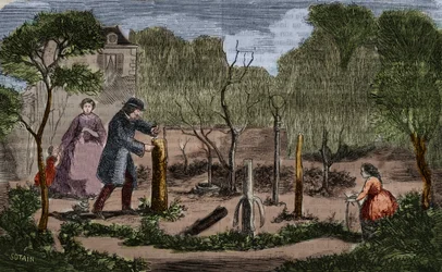 Horticulture: main methods of plant transplantation. 1860 engraving.