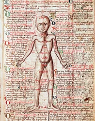 Human body Engraving from 