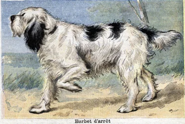 Hunting Dog: Stop Barbet