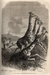 Hunting the giraffe: the narrator shoots his game, and his guides finish off a wounded giraffe. Engraving illustrating the exploration of the Abyssinian tributaries of the Nile by Sir Samuel W. Baker, in 1861-62, published in "Le Tour du monde" 187