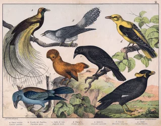 Illustration for “Natural History of Birds”, ed. Hoepli, Milan