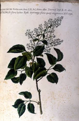 Jasmine branch. Plate from a 17th century herbarium