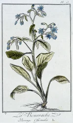 Borage (Borrage Officinalis) - in 