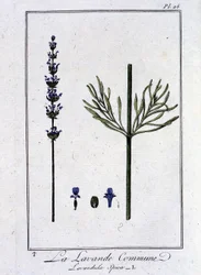 Common Lavender (Lavandula Spica) - in 