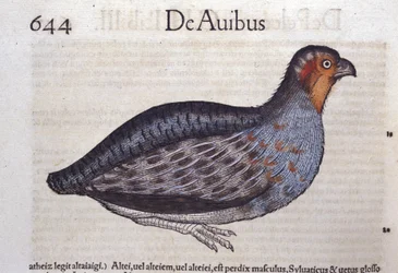 The Partridge in Historia Animalium by Conrad Gesner (1516 - 1565), Tiguri