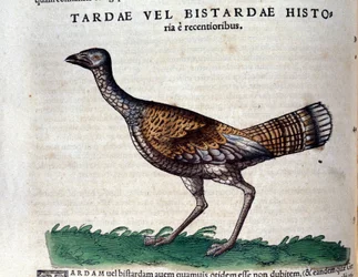 The bustard from Historiae Animalium by Conrad Gesner (1516 - 1565), Tiguri