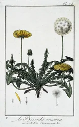 Le Dandelion Commun (Leontodon caraxacum) - in 