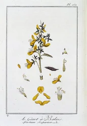 Le Genet a Broom (Spartium Scoparium) - in 