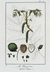 Walnut (Juglans Regia) - in 
