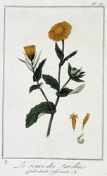 Garden Marigold (Calendula Officinalis) - in 