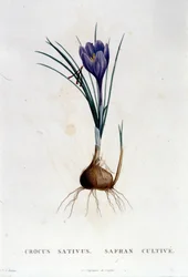 The Saffron (Crocus sativus) from Botanique by J. Rousseau, Paris 1822